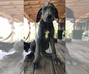 Great Dane Puppy for sale in RUTLEDGE, MO, USA