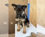 Small #5 German Shepherd Dog