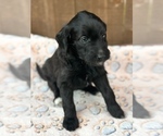 Small Photo #8 Aussiedoodle Miniature  Puppy For Sale in ALLEN, TX, USA