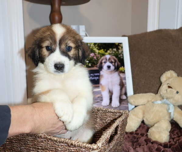 Medium Photo #4 Aussie Pyrenees Puppy For Sale in LEXINGTON, SC, USA