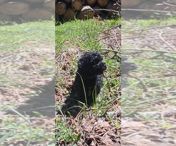 Medium Photo #12 Poodle (Toy) Puppy For Sale in MORRISON, CO, USA