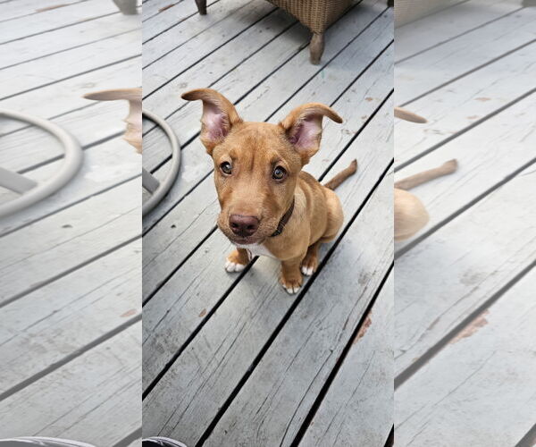 Medium Photo #1 Mutt Puppy For Sale in Farmington, MN, USA