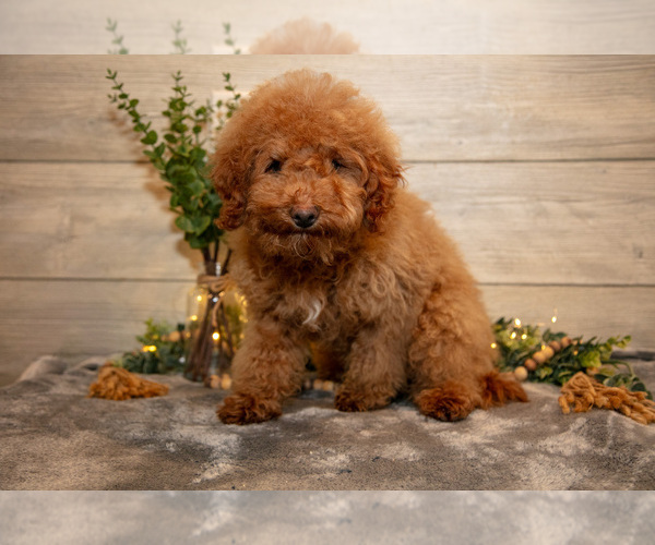 Medium Photo #1 Goldendoodle mix (+ Poodle Miniature) Puppy For Sale in MIDDLEBURY, IN, USA