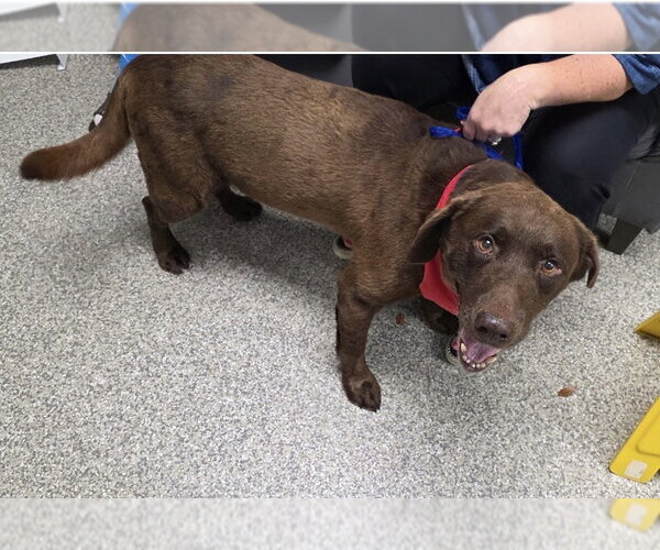 Medium Photo #8 Labrador Retriever-Unknown Mix Puppy For Sale in Houston, TX, USA