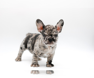 Medium French Bulldog