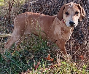 Doberman Pinscher-Mutt Mix Dogs for adoption in Anoka, MN, USA