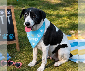 ELOWEN - Female Border Collie Dog for Adoption - Photo #2