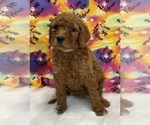 Small Photo #4 Poodle (Standard) Puppy For Sale in DUNDEE, OH, USA