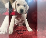 Puppy Turquoise Labrador Retriever