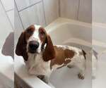 Small #4 Basset Hound