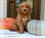 Small #2 Goldendoodle (Miniature)