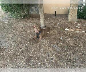 American Pit Bull Terrier Dogs for adoption in Ocala, FL, USA