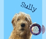 Puppy Sully Poodle (Standard)-Spinone Italiano Mix