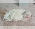 Small Photo #10 Cocker Spaniel Puppy For Sale in TERRY, MS, USA