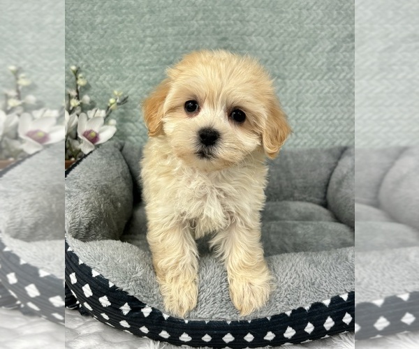 Medium Photo #1 Maltipoo Puppy For Sale in FRANKLIN, IN, USA