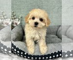 Image preview for Ad Listing. Nickname: Molly