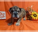 Small Photo #6 Bulldog Puppy For Sale in GREEN FOREST, AR, USA