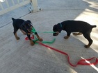 Small Photo #1 Doberman Pinscher Puppy For Sale in SAN JUAN, TX, USA