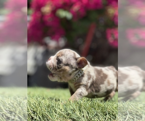Medium Photo #11 Bulldog Puppy For Sale in LOS ANGELES, CA, USA