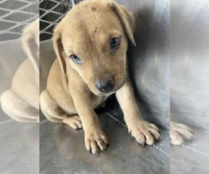 Labrador Retriever-Unknown Mix Dogs for adoption in Corpus Christi, TX, USA