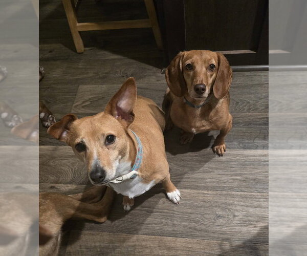 Medium Photo #3 Dachshund Puppy For Sale in Mooresville, NC, USA
