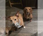 Small #2 Dachshund