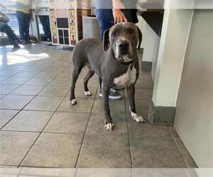 Labrador Retriever-Unknown Mix Dogs for adoption in San Antonio, TX, USA