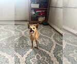 Small #2 Mutt