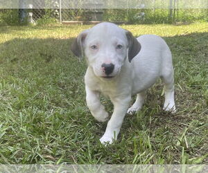 Lab-Pointer Dogs for adoption in The Woodlands, TX, USA