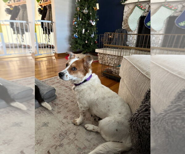 Medium Photo #3 Mutt Puppy For Sale in Salt Lake City, UT, USA