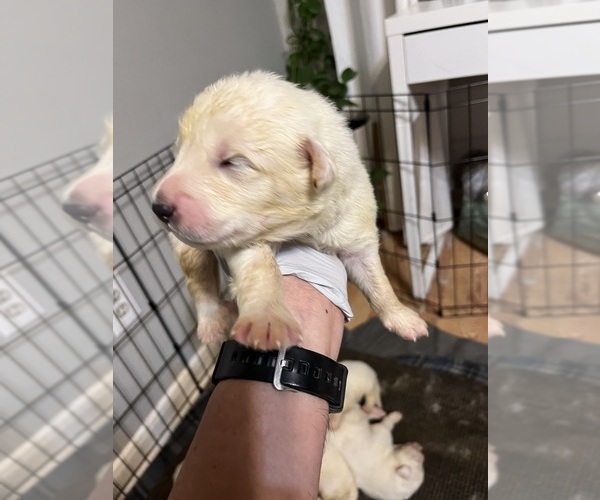 Medium Photo #1 Great Pyrenees Puppy For Sale in ROSENBERG, TX, USA