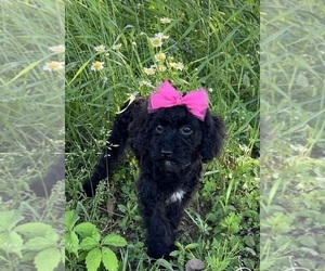 Poodle (Miniature) Puppy for sale in DUNDEE, OH, USA