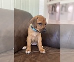 Small Photo #44 Rhodesian Ridgeback Puppy For Sale in KELLER, TX, USA