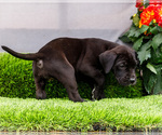 Small #2 Great Dane