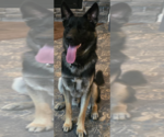Bandit - Male German Shepherd Dog-Unknown Mix Dog for Adoption - Small photo