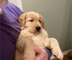 Small Photo #7 Golden Retriever Puppy For Sale in FRANKFORT, KY, USA