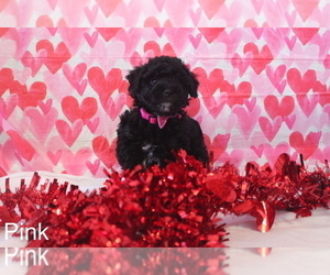 Maltipoo Puppy for sale in COLORADO SPRINGS, CO, USA