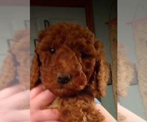 Poodle (Standard) Puppy for sale in PLYMOUTH, MI, USA