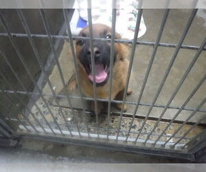 Pomeranian Mix Dog for Adoption in Oroville, California USA