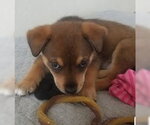 Small Mutt