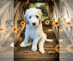 Small Photo #3 Bernedoodle Puppy For Sale in MENIFEE, CA, USA