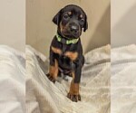 Small Photo #2 Doberman Pinscher Puppy For Sale in VERMILION, OH, USA