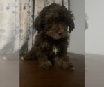 Small #41 Havanese