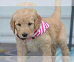 Small Photo #2 Goldendoodle Puppy For Sale in NEW BERN, NC, USA