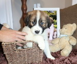 Puppy 5 Aussie Pyrenees