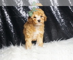 Small Photo #39 Poodle (Toy) Puppy For Sale in WARSAW, IN, USA