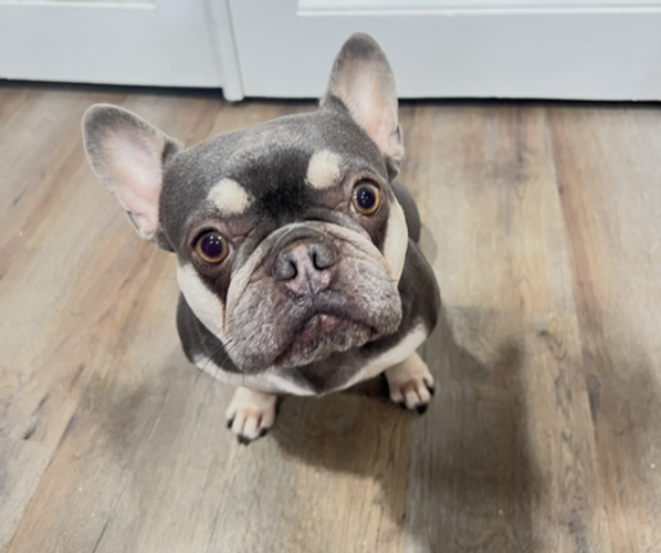 Medium Photo #1 French Bulldog Puppy For Sale in BELLE CHASSE, LA, USA
