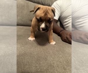 American Bully Puppy for sale in MILLVILLE, NJ, USA