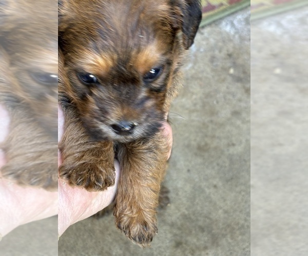 Medium Photo #29 Poocan Puppy For Sale in FAIR OAKS, CA, USA