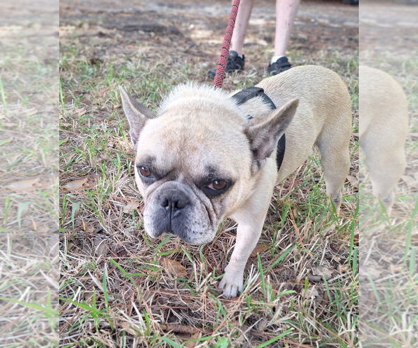 Medium Photo #4 French Bulldog-Unknown Mix Puppy For Sale in Missouri City, TX, USA